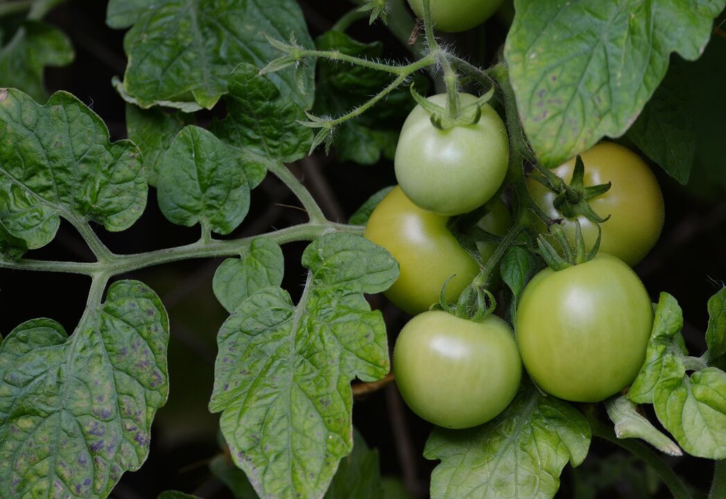 tomates verdes para varices